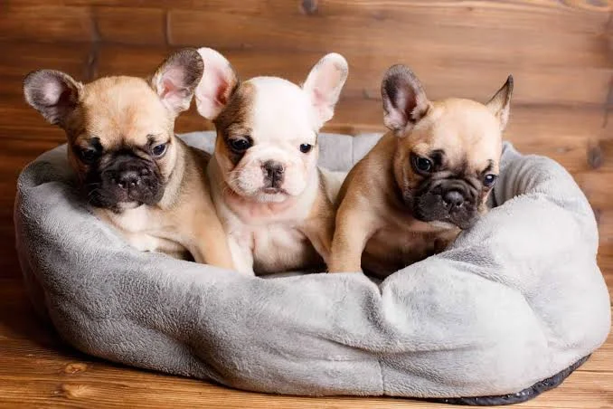 French Bulldog puppies bij Engel Pups